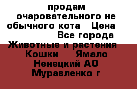 продам очаровательного не обычного кота › Цена ­ 7 000 000 - Все города Животные и растения » Кошки   . Ямало-Ненецкий АО,Муравленко г.